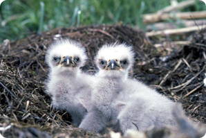 baby birds